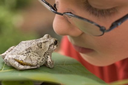 charlotte Mason habits-boy showing focused attention on frog
